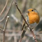 Rotkehlchen (Erithacus rubecula)