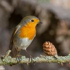 --- Rotkehlchen ---   ( Erithacus rubecula )