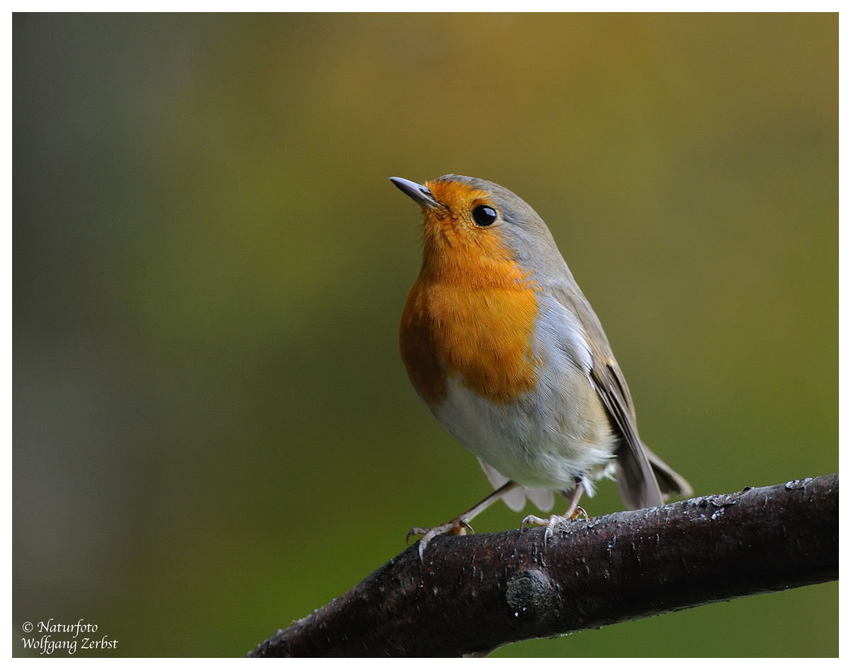 --- Rotkehlchen --- ( Erithacus rubecula )