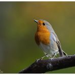 --- Rotkehlchen --- ( Erithacus rubecula )