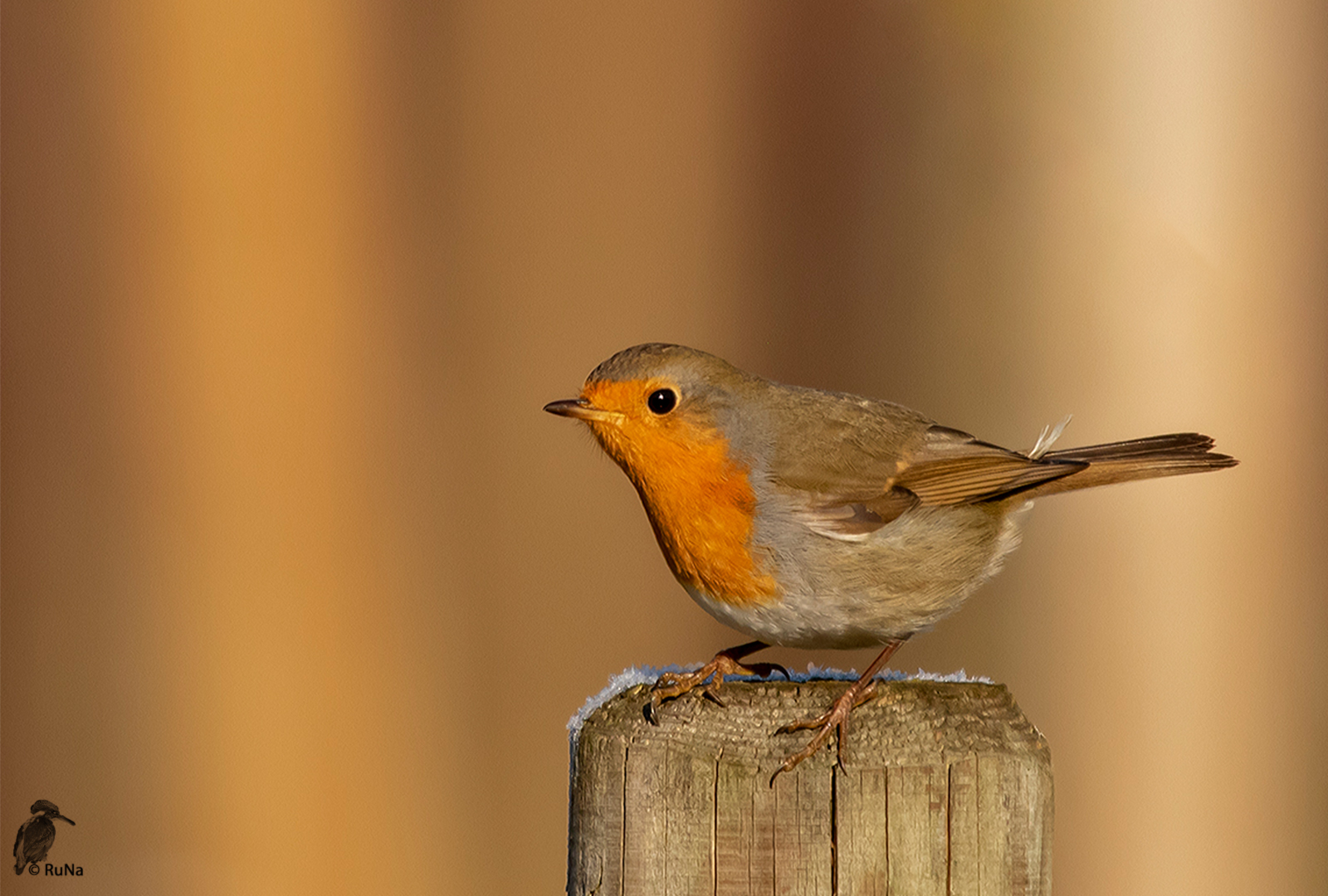 Rotkehlchen - Erithacus rubecula