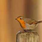 Rotkehlchen - Erithacus rubecula