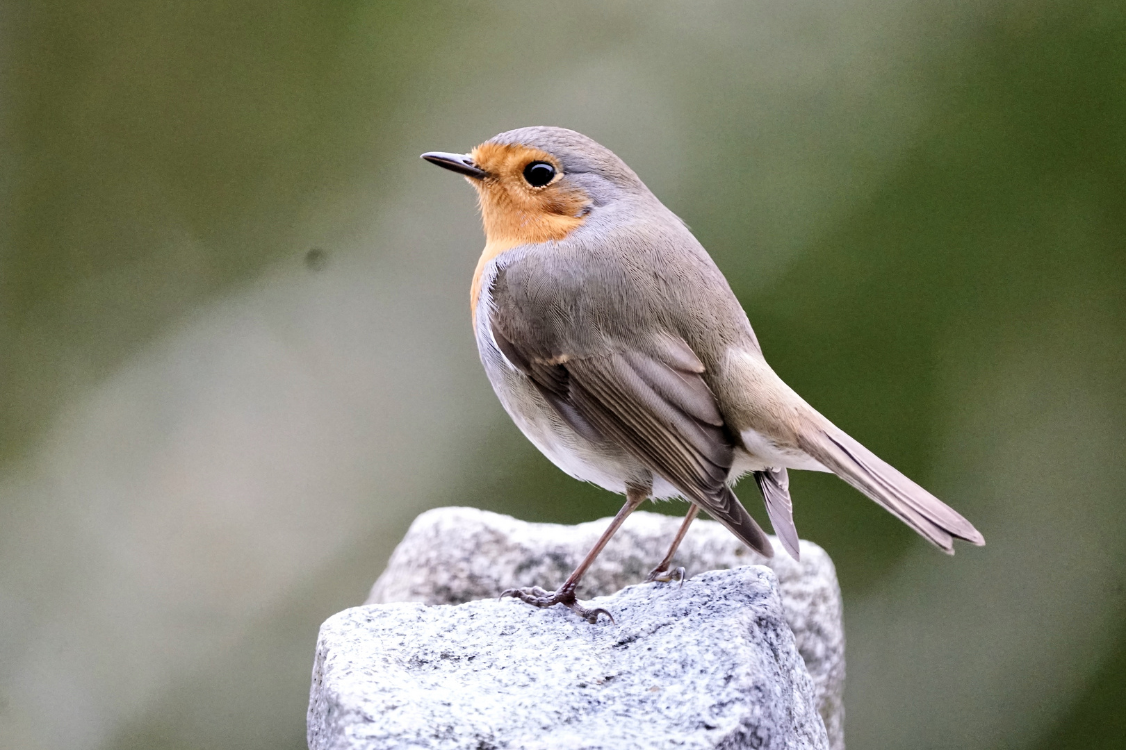 Rotkehlchen (Erithacus rubecula)