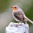 Rotkehlchen (Erithacus rubecula)