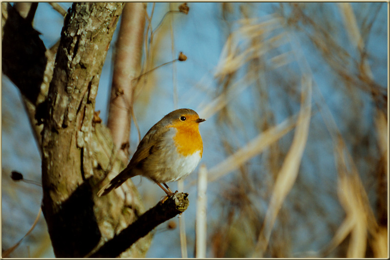 Rotkehlchen (Erithacus Rubecula)