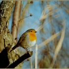 Rotkehlchen (Erithacus Rubecula)