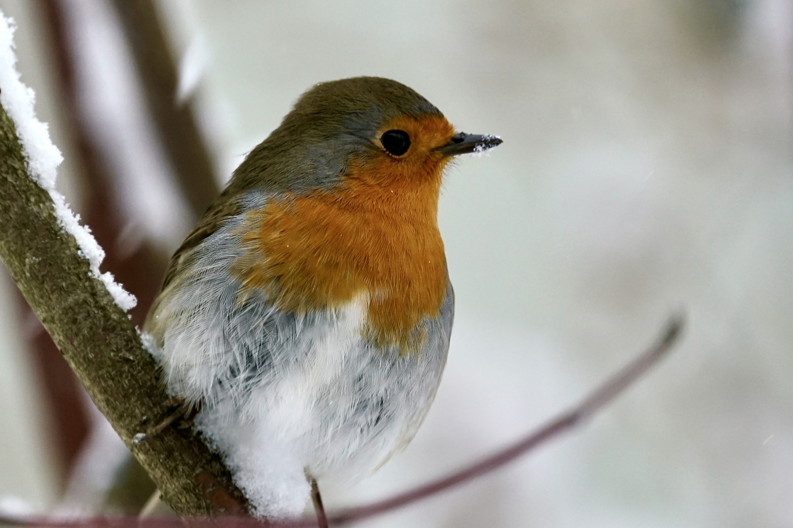 Rotkehlchen (Erithacus rubecula)