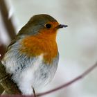 Rotkehlchen (Erithacus rubecula)