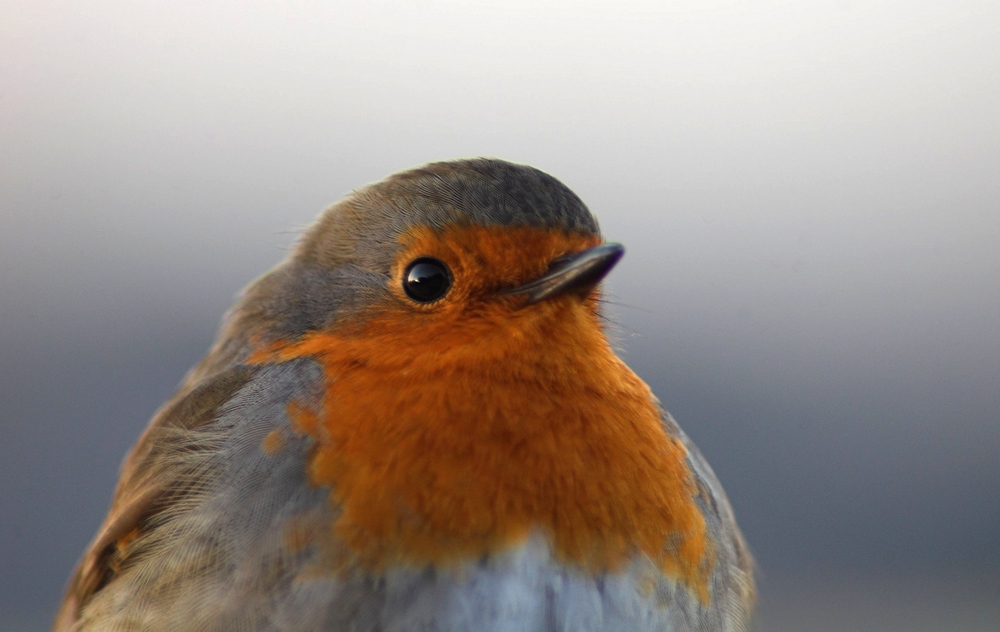 Rotkehlchen (Erithacus rubecula)