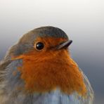 Rotkehlchen (Erithacus rubecula)