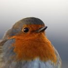 Rotkehlchen (Erithacus rubecula)