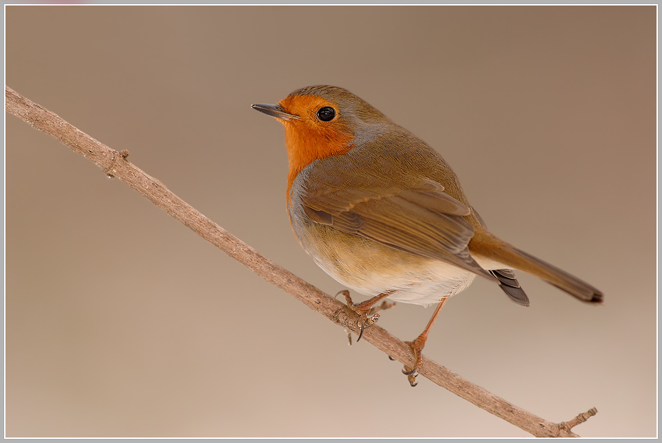 Rotkehlchen (Erithacus rubecula)