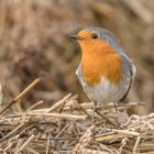 Rotkehlchen (Erithacus rubecula)