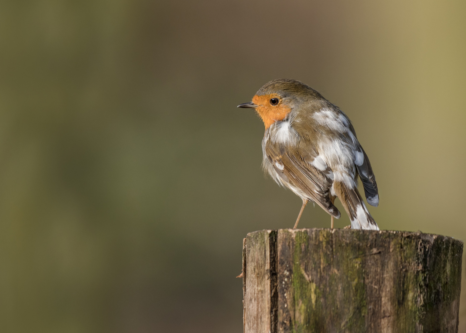 Rotkehlchen (Erithacus rubecula)