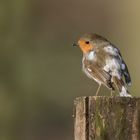 Rotkehlchen (Erithacus rubecula)