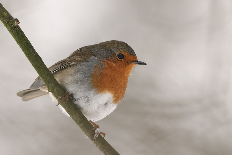 Rotkehlchen (Erithacus rubecula)