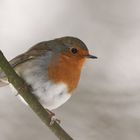 Rotkehlchen (Erithacus rubecula)