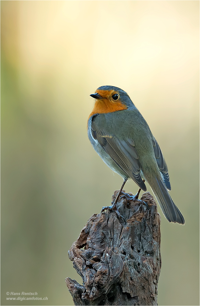 Rotkehlchen / Erithacus rubecula