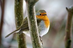 Rotkehlchen (Erithacus rubecula)