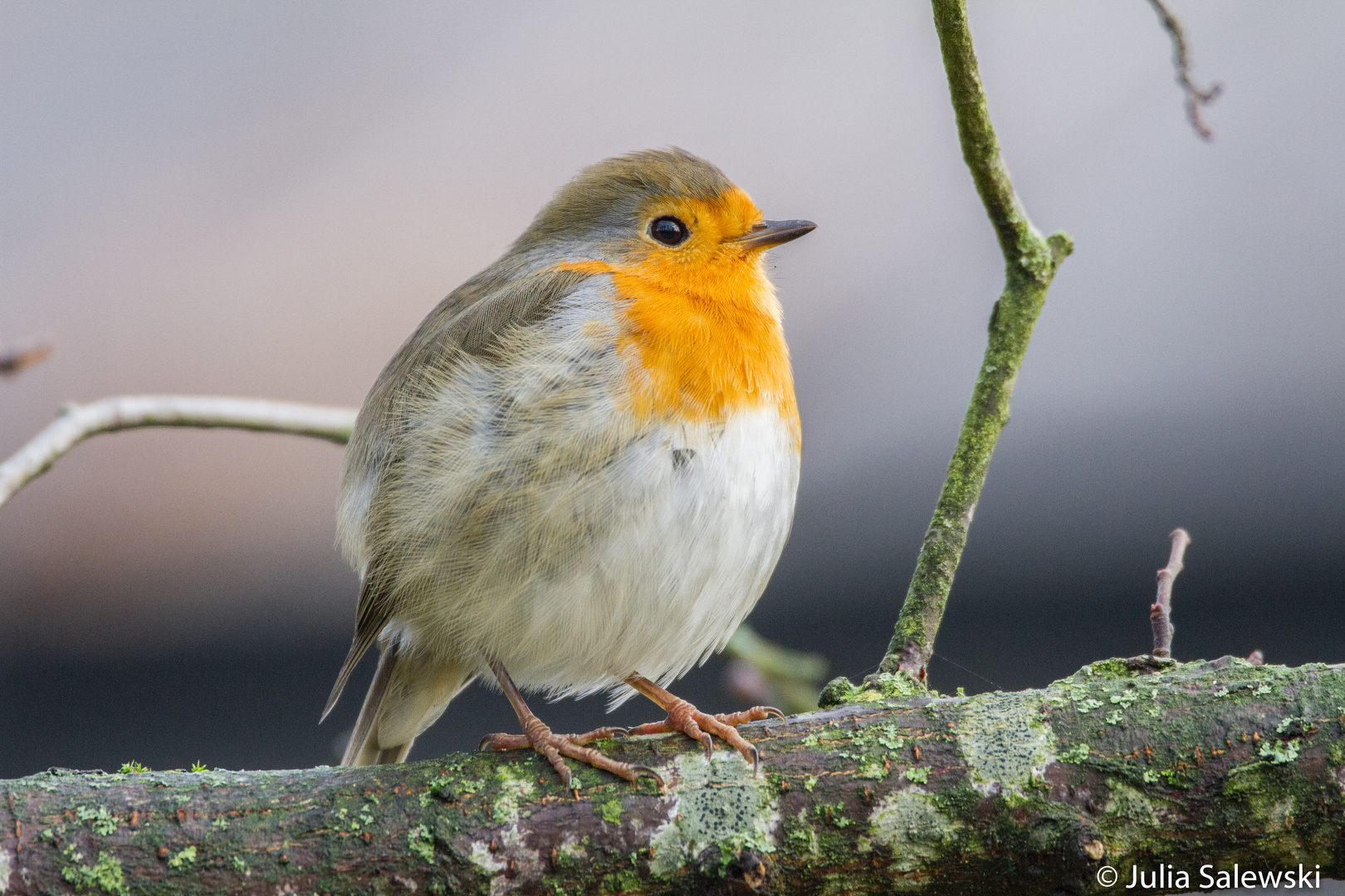 Rotkehlchen (Erithacus rubecula)