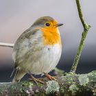 Rotkehlchen (Erithacus rubecula)