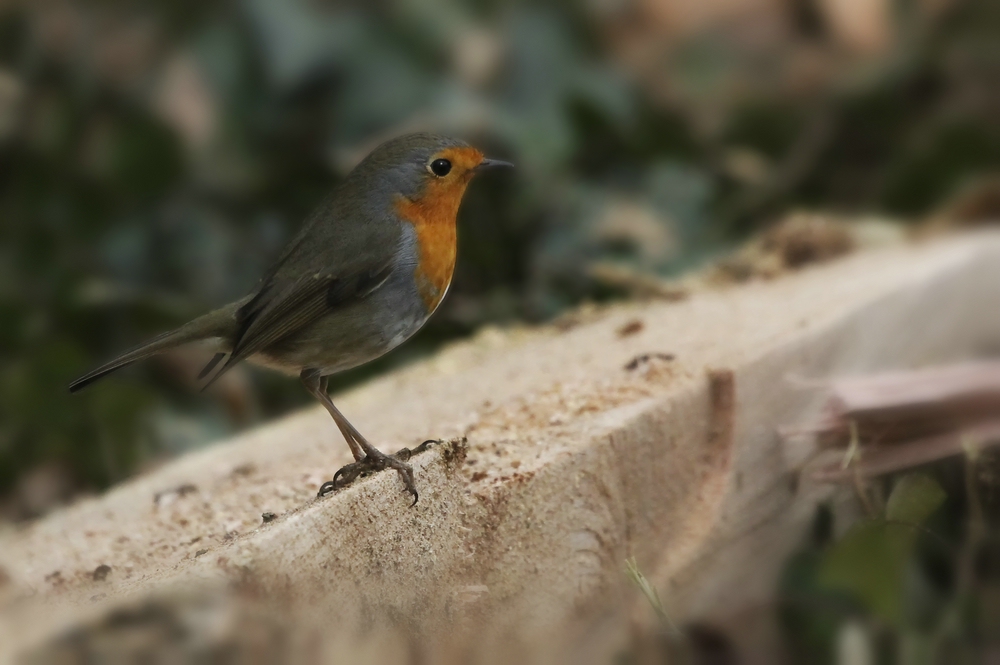 Rotkehlchen (Erithacus rubecula)