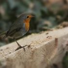 Rotkehlchen (Erithacus rubecula)