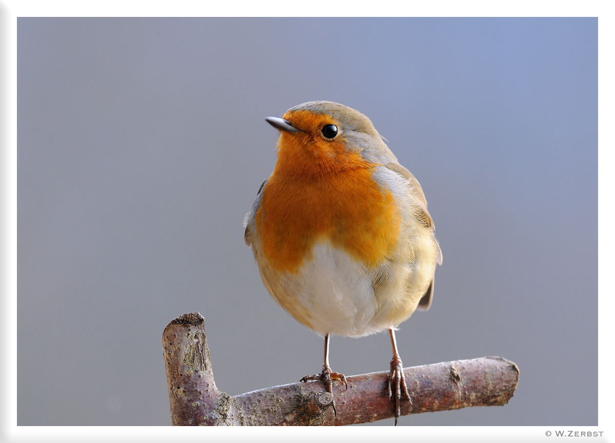 - Rotkehlchen - (Erithacus rubecula)