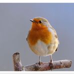 - Rotkehlchen - (Erithacus rubecula)