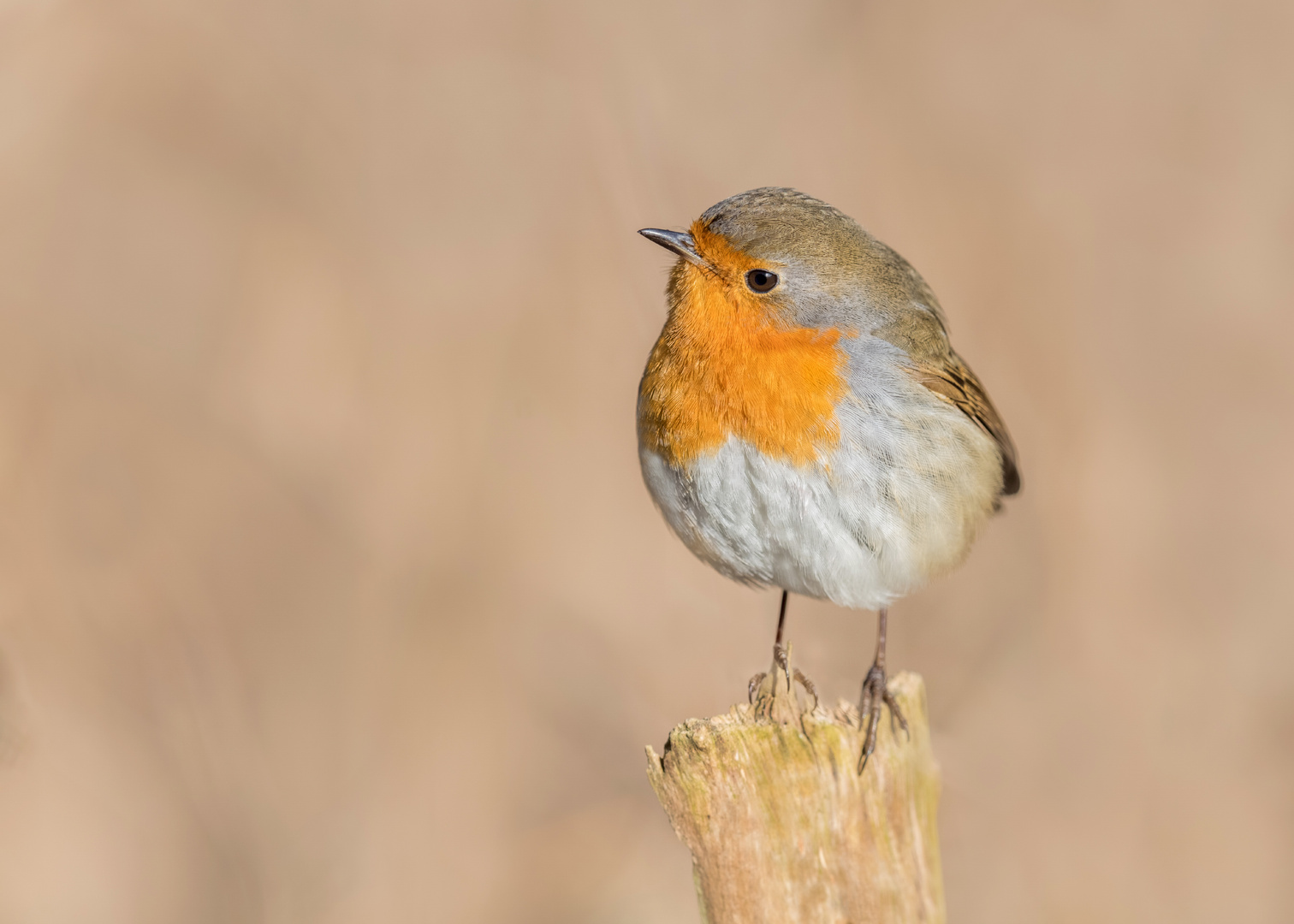 Rotkehlchen (Erithacus rubecula)