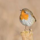 Rotkehlchen (Erithacus rubecula)