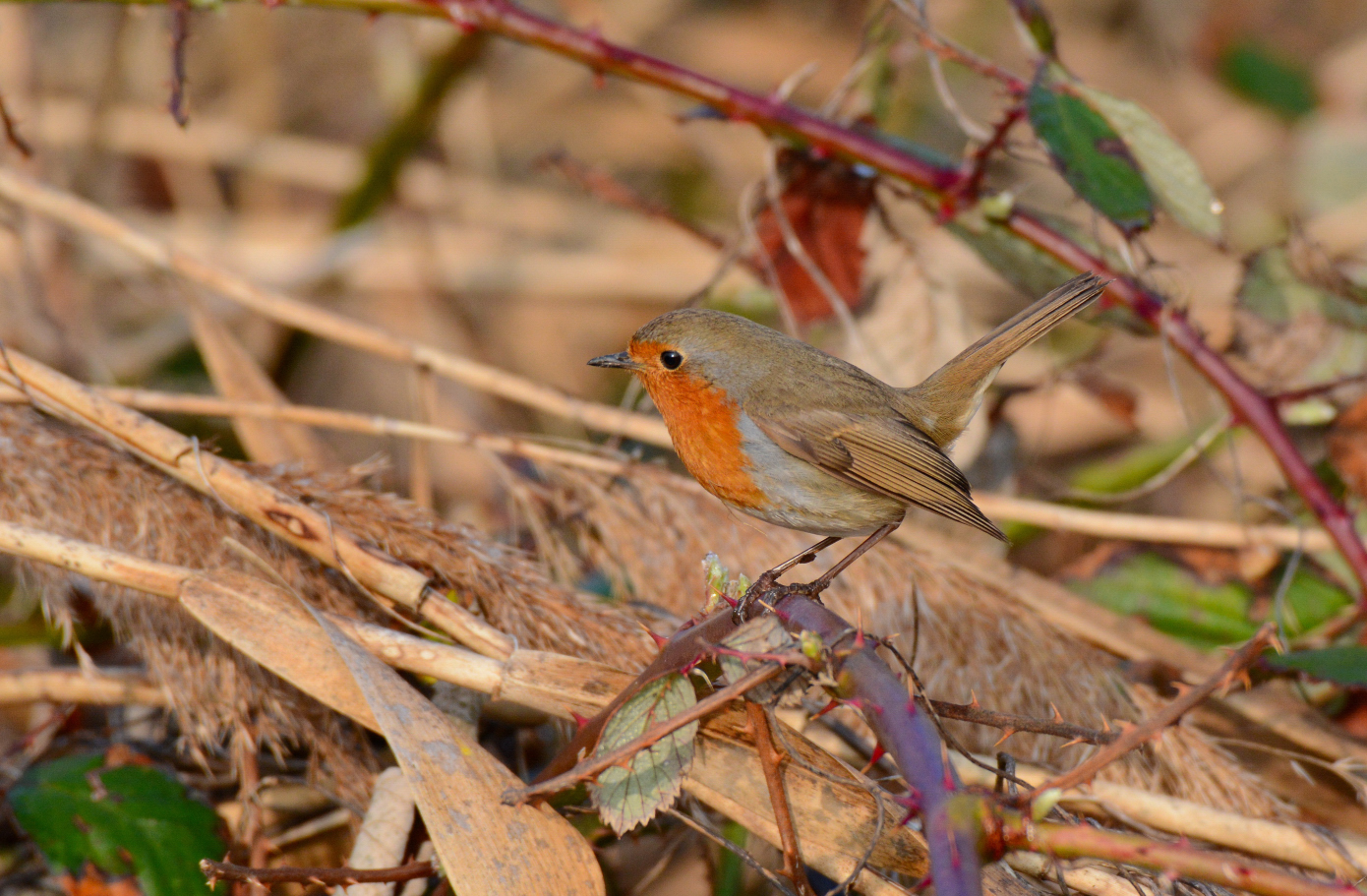 Rotkehlchen (Erithacus rubecula)