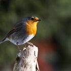 Rotkehlchen (Erithacus rubecula)