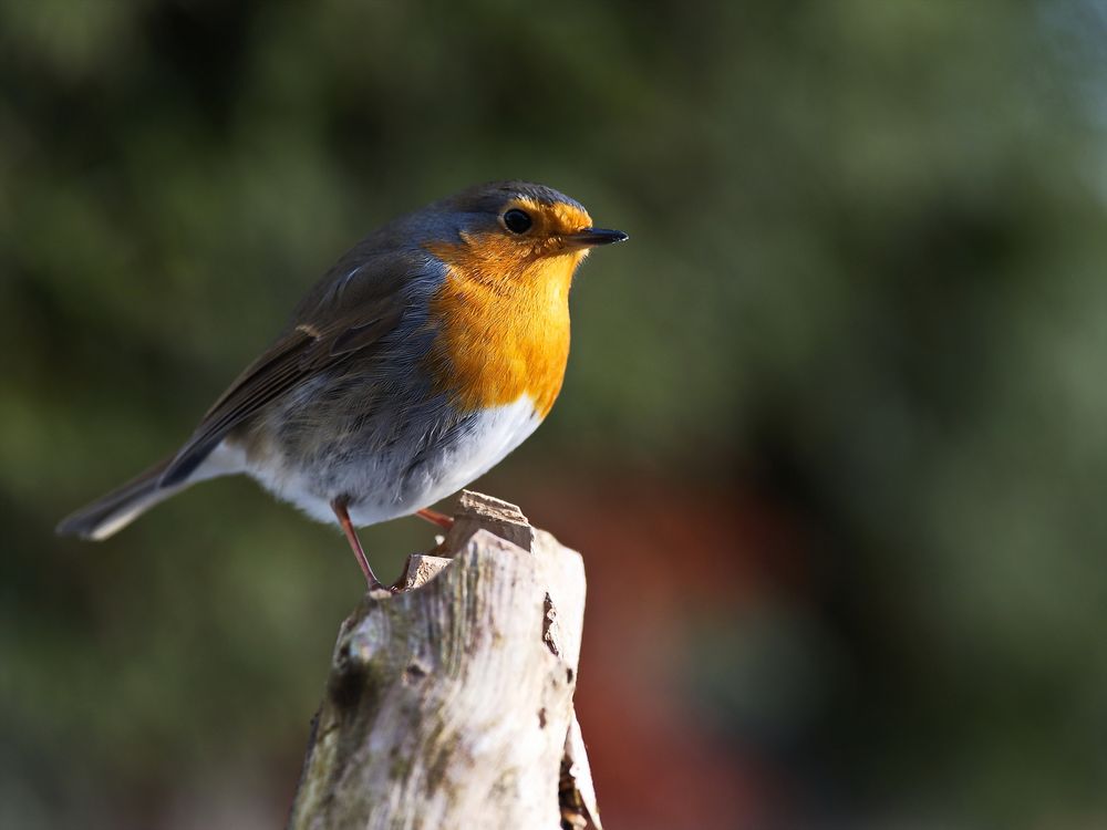 Rotkehlchen (Erithacus rubecula)