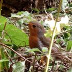 Rotkehlchen (Erithacus rubecula)  