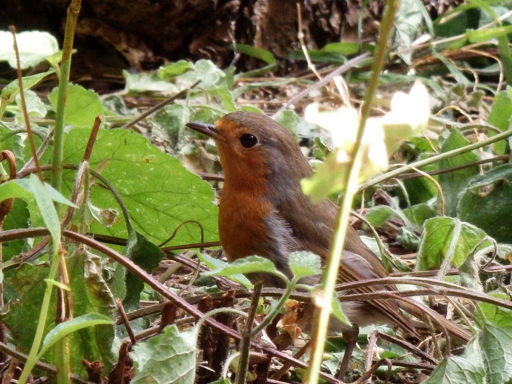 Rotkehlchen (Erithacus rubecula)  