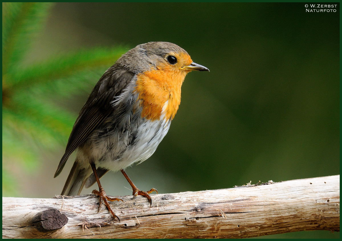 - Rotkehlchen - ( Erithacus rubecula )