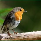 - Rotkehlchen - ( Erithacus rubecula )