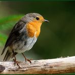 - Rotkehlchen - ( Erithacus rubecula )