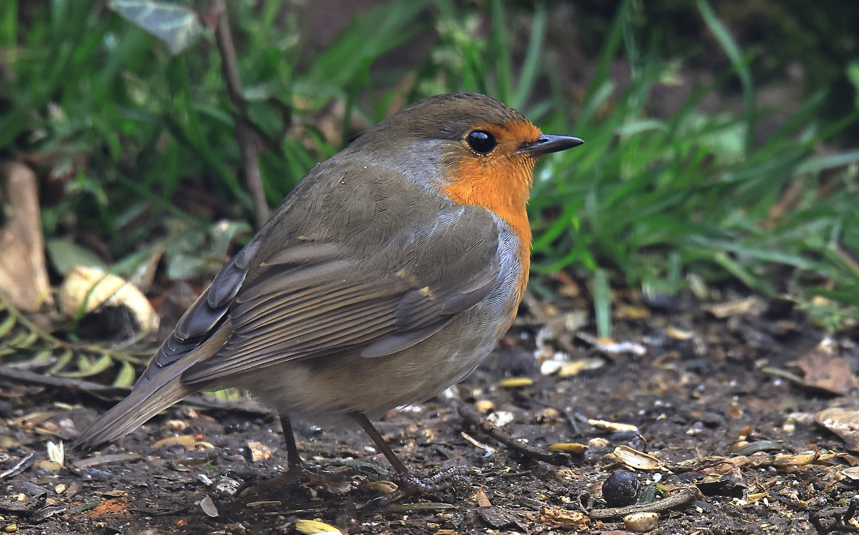 Rotkehlchen (Erithacus rubecula)