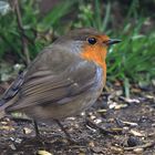 Rotkehlchen (Erithacus rubecula)