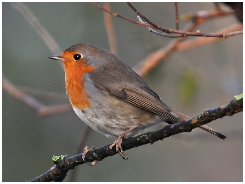 Rotkehlchen - Erithacus rubecula (1)