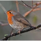 Rotkehlchen - Erithacus rubecula (1)