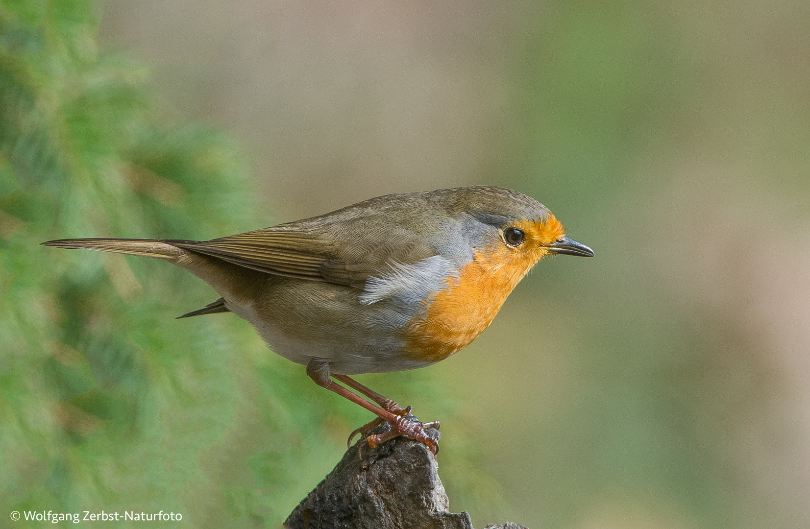 Rotkehlchen. ( Erithacus rubecula ) 1