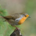 Rotkehlchen. ( Erithacus rubecula ) 1