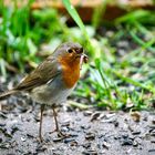 Rotkehlchen (Erithacus rubecula)