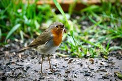 Rotkehlchen (Erithacus rubecula)