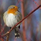 Rotkehlchen (Erithacus rubecula)