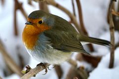 Rotkehlchen (Erithacus rubecula)