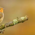 Rotkehlchen (Erithacus rubecula)